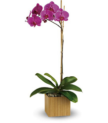 Imperial Phalaenopsis Orchid from In Full Bloom in Farmingdale, NY